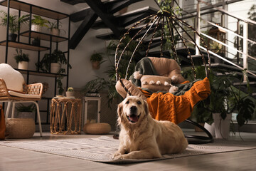 Beautiful Golden Retriever dog resting near hanging chair on indoor terrace