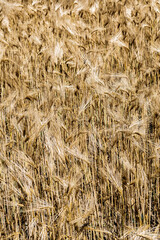 Golden Wheat Field With Ripe Ears In Summer 