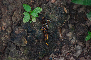 caterpillar on a leaf