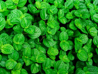 Green Mint Plant Background. Fresh peppermint leaves