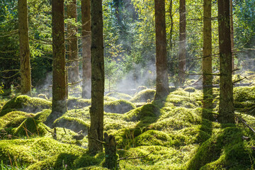 Morning mist in a sunny forest