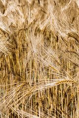 Golden Wheat Field With Ripe Ears In Summer 