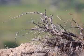 western sage