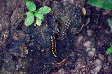 lizard on the ground