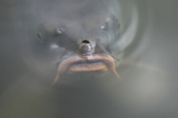 Carp mirror carp fish floating in the water © Andrea Geiss