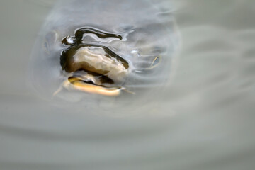 Carp mirror carp fish floating in the water
