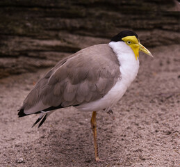 Masked Lapwing (Vanellus miles), native to Australia