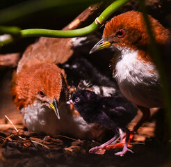 Red-and-white Crake (Laterallus leucopyrrhus) with young bird