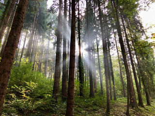 nature walk by the lake, through the woods, up a mountain