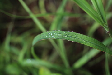 dew on grass
