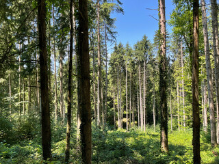 nature walk by the lake, through the woods, up a mountain