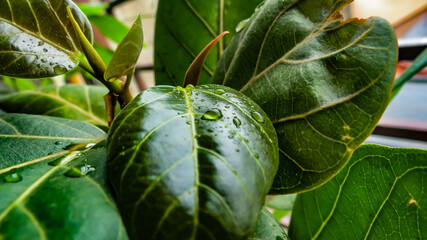 close up of a banana