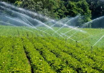 Artificial Irrigation Of A Vegetable Field With Water Sprinklers - obrazy, fototapety, plakaty