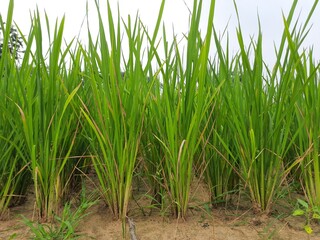 Paddy field in the background of blue sky.  It is a very popular cereal.  Paddy Cultivation of India.