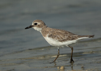 Portrait of a Greater sand plover at Busaiteen coast of Bahrain