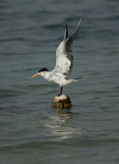 Greater Crested Tern preening at Busaiteen coast, Bahrain