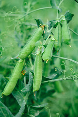 Green peas growing in garden.Gardening and agriculture,green fresh ripe organic peas on branch in garden.