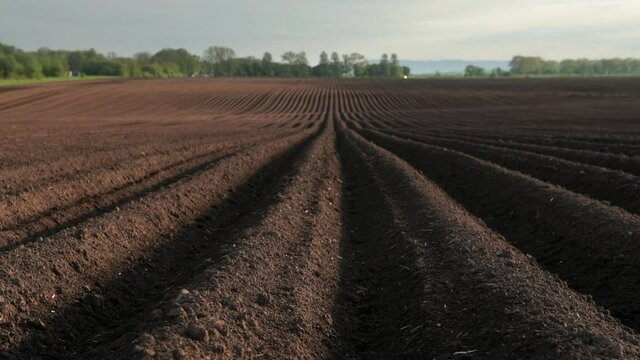 Agricultural field with even rows in the spring