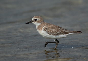 Closeup of a Greater sand plover at Busaiteen coast of Bahrain