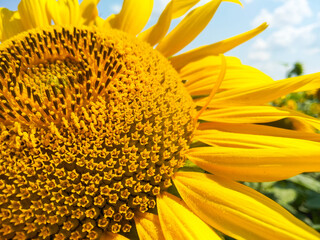 Flower in the rays of the sun. Natural background. Farm harvest concept. Selective focus on the core of sunflower against the background of sunflower field. Sunflower seeds harvest season.