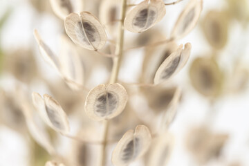 Elegant oval round shape dried beige romantic flowers with light blur background macro