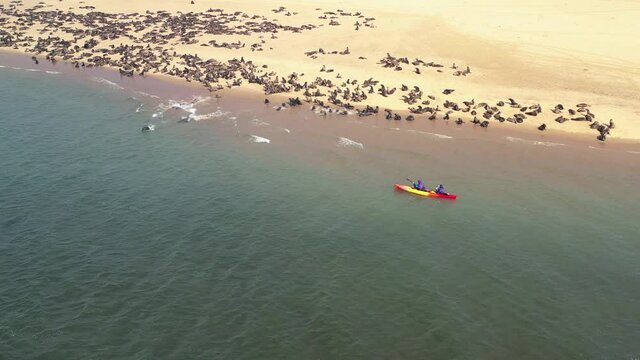 Flight over fur seals colony at the Walvis Bay