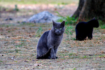 Selective focus of black and gray cats sitting on the ground in a park