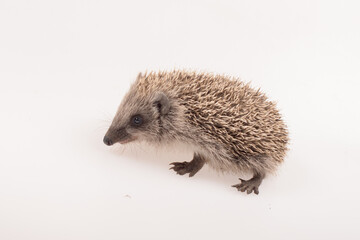 A small cute hedgehog photographed on a white background