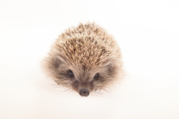 A small cute hedgehog photographed on a white background