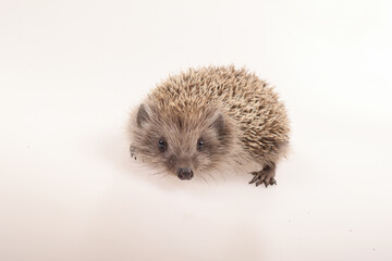 A small cute hedgehog photographed on a white background
