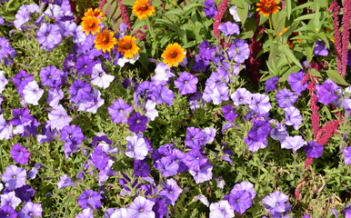 A colorful bunch of petunias