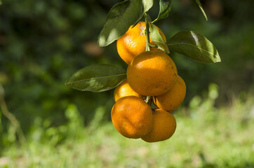Closeup of ripe mandarins, clementines on a tree