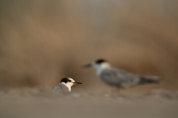Selective focus on juvenile White-cheeked Tern at Asker marsh, Bahrain
