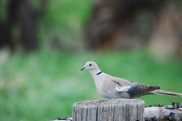 A Eurasian-collared dove on a fence post 