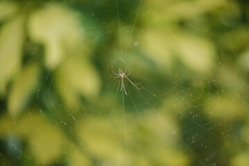 spider on the web with a nature background 