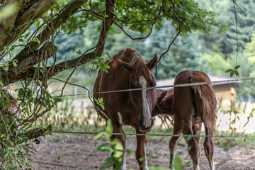 noble graceful horses