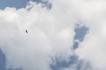 large bird of prey