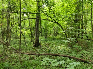 path in the forest in the summer 