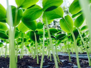 Green seedlings background. Business concept. Stock photo.