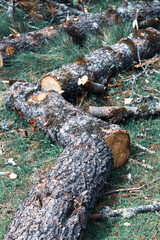 Tala ilegal no regulada, troncos de arboles tirados y abandonados en el bosque.