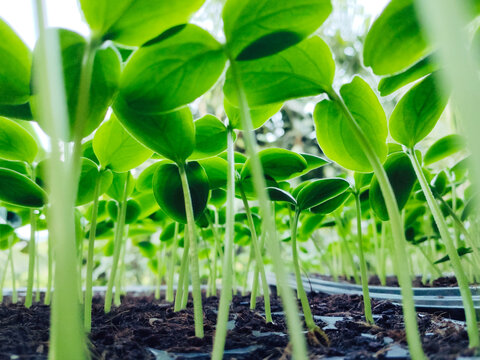 Green seedlings background. Business concept. Stock photo.
