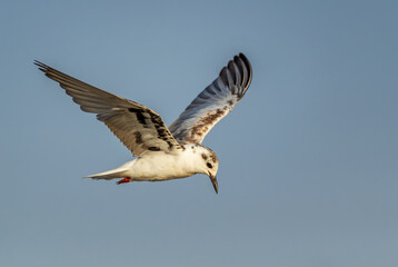 White-winged Black Tern - Chlidonias leucopterus, small tern from worldwide  seas and fresh waters, lake Ziway, Ethiopia.