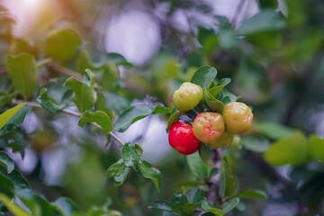 Fresh organic Acerola cherry on the tree.