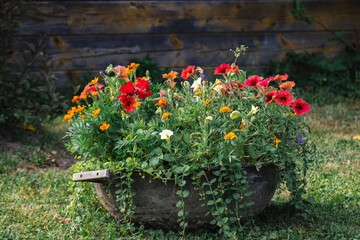 Fototapeta na wymiar flowerpot with different blooming flowers