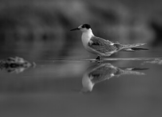 Portrait of a juvenile White-cheeked Tern at Asker marsh, Bahrain