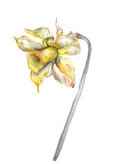 hand painted flower daffodil. Narcissus. 
Isolated set on a white background. Beautiful plants. Botanics