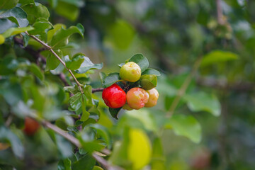 Fresh organic Acerola cherry on the tree.