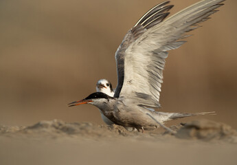 White-cheeked Tern takeoff at Asker marsh, Bahrain