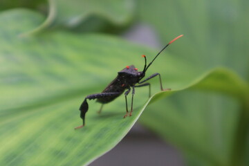 black and red stink bug, leaf footed coreidae Leptoglossus