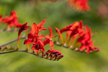 Blühende Montbretie (Crocosmia), Nahaufnahme